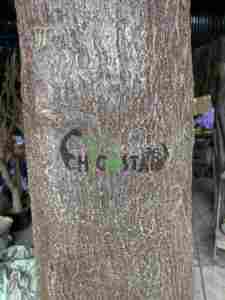 Fleurs de cerisier artificielles <span class=keywords><strong>en</strong></span> fibre de verre décoratives d'intérieur-<span class=keywords><strong>Fleur</strong></span> simulée de type arbre pour décoration d'intérieur - Product Image 5