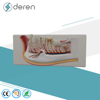 Modèle de mandibule avec nerfs dentaires et vaisseaux sanguins, modèle d'anatomie dentaire mobile pour la formation médicale