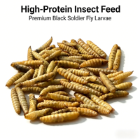 Larves de Mouches Soldat Noires Séchées Riches en Calcium – Protéine d'Insectes pour Volailles, Tilapias, Crevettes, Aquaculture, Reptiles et Suppléments pour Animaux de Compagnie – Vente en Gros