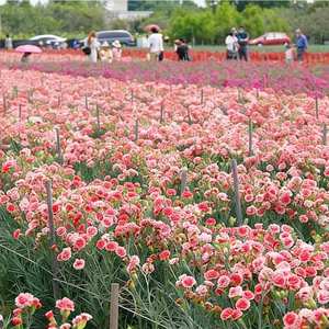 Origen del Bonsái Perenne de Clavel para Decoración de Jardín, Patio y Balcón, Resistente a la Sequía - Product Image 2