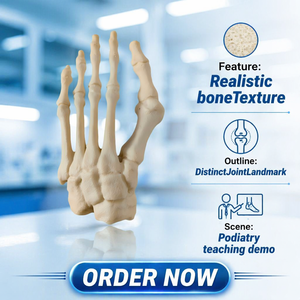 Modello in schiuma solida di osso dell'alluce valgo e anteriore del piede, esemplare di scheletro del piede deformato per impianto chirurgico di deformità del piede ortopedico - Product Image 5
