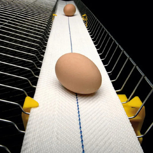 Gevogelte Kippenlaag Kooi Ei Transportband - Product Image 4