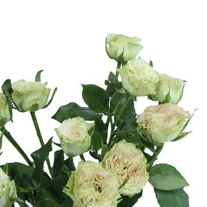 20 pièces de plantes naturelles à longue tige Shangguan <span class=keywords><strong>Waner</strong></span>, fleurs coupées fraîches de Kunming pour la décoration du jour de noël - Product Image 1