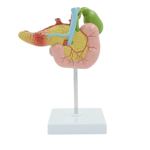 Model Pancreas, Duodenum, dan Kandung Empedu Manusia Ukuran Asli KyrenMed dengan Pembuluh Darah & Saraf - Product Image 1