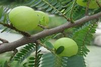 Poudre d'Amla de fruits séchés par pulvérisation de haute qualité 100% poudre d'Amla de vente chaude/poudre d'extrait de fruit d'Amla à bas prix