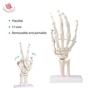 FRT031-1 실물 크기 의학 해부학 모든 손 뼈 구조로 인체 손 관절 모델이 움직일 수 있습니다