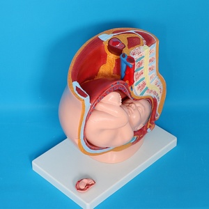 Anatomie du squelette humain, <span class=keywords><strong>grossesse</strong></span> maternelle, développement embryonnaire, utérus, système reproducteur, bassin féminin, fœtus <span class=keywords><strong>de</strong></span> 9 mois, PVC, écoles - Product Image 3