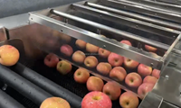Hete Aanbieding: Zacht Aanvaardbare Multi-Stage Olijfsorteermachine voor Versfruitfabrieken