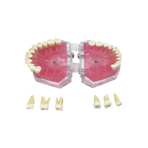 Modelo Dental Transparente con Raíz Dental Visible, Modelo de Tipodonto Dental con Dientes Extraíbles, Encías Suaves, Modelos de Práctica de Extracción Dental - Product Image 5