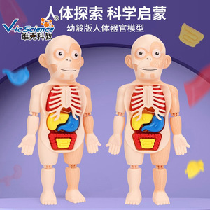 Modelos educativos de órganos humanos para niños, ensamblaje DIY, modelos cognitivos de educación médica temprana STEAM, transfronterizos - Product Image 2