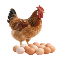 Qilimix-Poultry - Prémélange minéral chélaté pour volailles