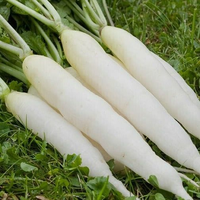 Cultivo de rábano híbrido de alto rendimiento con fuerte tolerancia a enfermedades, 99.9% de pureza, 85% de germinación, fruto blanco, excelente, de Pakistán