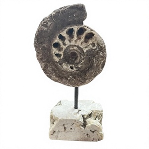 Spécimen minéral brut d'ammonite naturelle avec support en calcite, artisanat et objet de collection - Product Image 1