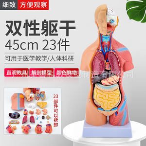 Torso hermafrodita de 45 cm con 23 modelos de órganos internos. Modelo anatómico de torso humano masculino y femenino con estructura interna femenina - Product Image 4