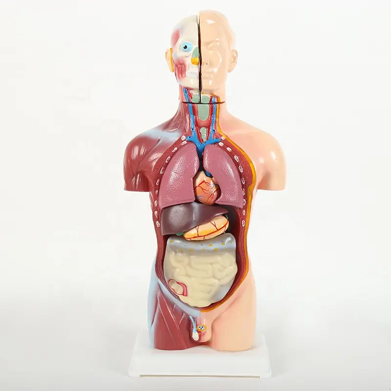 उच्च गुणवत्ता मानव धड़ मॉडल 45cm ऊंचाई नरम प्लास्टिक teachling मॉडल मानव शरीर