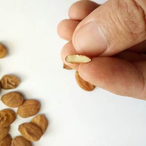 Keril de semente seca natural de alta qualidade, nova seca - Product Image 5