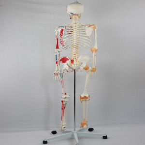 Modèle de squelette adulte avec origines et insertions musculaires et ligaments ; modèle pédagogique du squelette humain. - Product Image 2