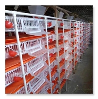 Cages à cailles pour la production d'œufs cages à alimentation automatique avec extracteur automatique de fumier
