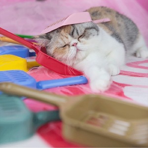 <span class=keywords><strong>พลั่ว</strong></span>ขนแมวพลาสติกทนทานทนทานต่อการกัดสำหรับใช้ทำความสะอาดห้องน้ำ - Product Image 2