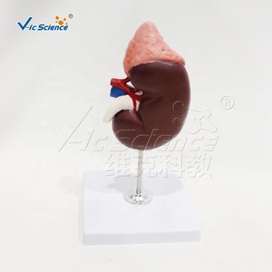 Modelo de Estructura Renal Humana con Glándula Adrenal, Espécimen de PVC para Entrenamiento en Laboratorio de Anatomía, <span class=keywords><strong>Nefrología</strong></span> <span class=keywords><strong>y</strong></span> <span class=keywords><strong>Urología</strong></span>, CE/ISO/ROHS/CNAS - Product Image 4