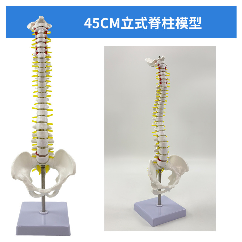 Columna vertebral vertical de 45 cm con pelvis.