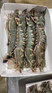 Gambero Tigre Nero di Alta Qualità - Product Image 2