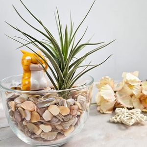 Chips de Concha Marina Naturales de Alta Calidad para Decoración de Bodas, Acuarios, Jardines, Ecológicos, No Tóxicos, para Pisos de <span class=keywords><strong>Terrazo</strong></span> y Concreto - Product Image 5