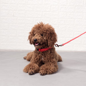 Hot Sale Night Safety Glow Led Lampjes Accu Of Usb Oplaadbare Lichtgevende Knipperlicht Up Huisdier Hond Led Kraag - Product Image 6