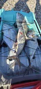 <span class=keywords><strong>Kayak</strong></span> de pêche pliable avec gouvernail pivotant à 360°, coque en plastique HDPE, propulsion à pédales, moteur électrique, 13 pieds, 1 place - Product Image 5