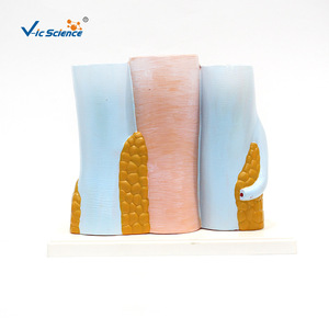 Modèles d'artères et de veines, modèles anatomiques agrandis, modèles anatomiques de la structure vasculaire, modèles médicaux - Product Image 4