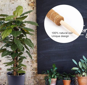 Poteau <span class=keywords><strong>de</strong></span> support pour plantes grimpantes d'intérieur en <span class=keywords><strong>fibre</strong></span> <span class=keywords><strong>de</strong></span> coco naturelle et écologique avec <span class=keywords><strong>fibre</strong></span> <span class=keywords><strong>de</strong></span> mousse pour la maison et le jardin - Longueur personnalisable - Product Image 6