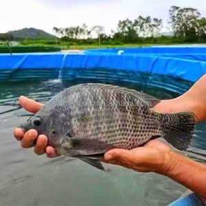 <span class=keywords><strong>Bassin</strong></span> d'aquaculture extra large SDM, <span class=keywords><strong>bassin</strong></span> de pisciculture en <span class=keywords><strong>plastique</strong></span>, <span class=keywords><strong>bassin</strong></span> en bâche, <span class=keywords><strong>bassin</strong></span> de pisciculture <span class=keywords><strong>hors</strong></span> <span class=keywords><strong>sol</strong></span>, réservoir d'élevage de poissons - Product Image 6