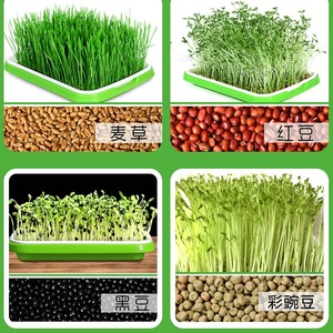 Barquettes de semis cryptées et renforcées pour légumes, pousses, hydroponie, pousses de pois, pousses de haricots et petits légumes - Product Image 1
