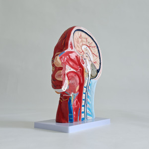 Modèle de mannequin visage et cou avec muscles, nerfs et vaisseaux superficiels - Product Image 2