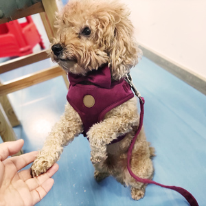 Set Harnesses Anjing Mewah Berbahan Beludru Polyester Desainer Personal dengan Tali dan Kalung Anti Tarik - Product Image 4