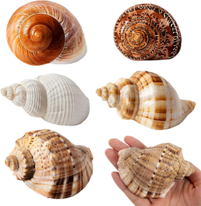 Adornos de Conchas Marinas Naturales Hechos a Mano en Varias Formas, Conchas Marinas para Proyectos Creativos de Bricolaje y Regalos de Decoración del Hogar - Product Image 2