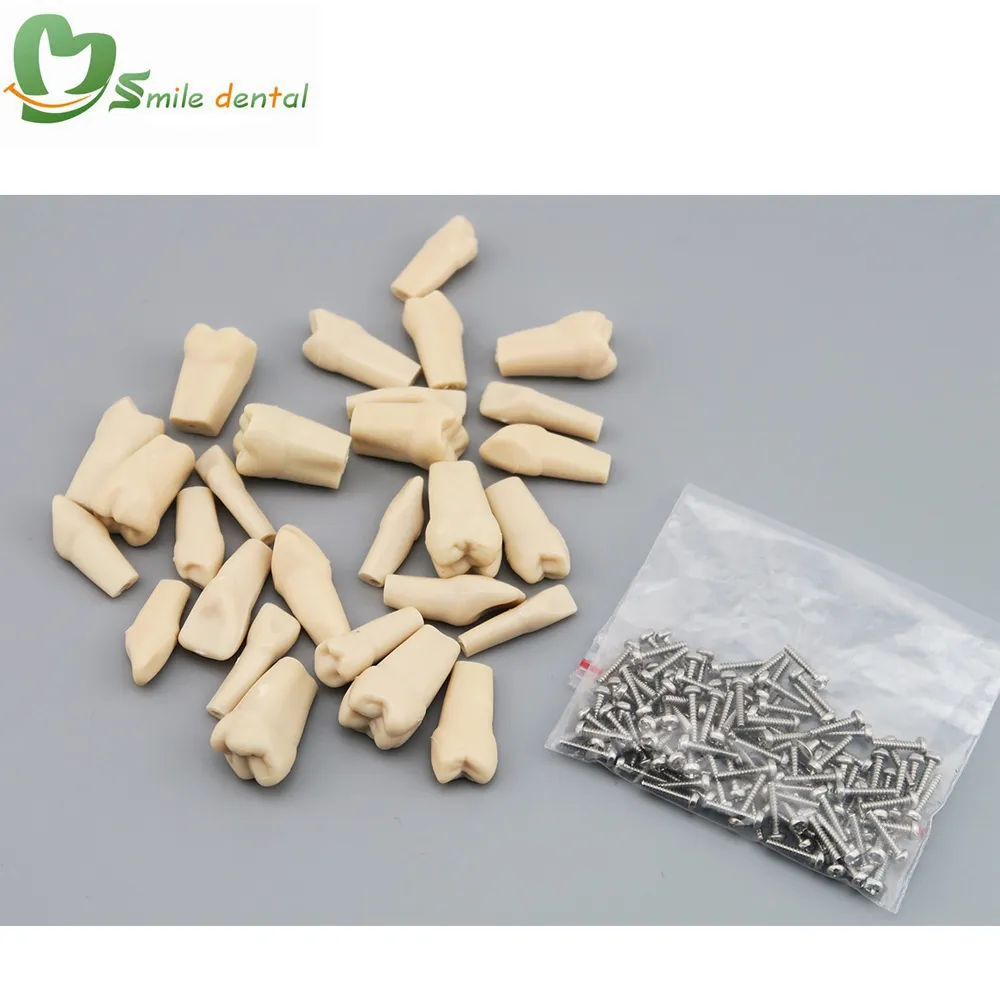 replacement permanent teeth dental typodont