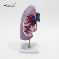 Modello Anatomico del Polmone Destro e dei Bronchi in PVC, Mostra Strutture Interne Dettagliate per l'Insegnamento Medico