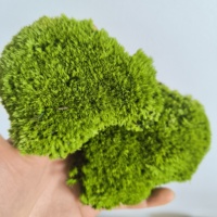 Oreiller en mousse stabilisée naturelle Leucobryum Glaucum, personnalisé en usine, coussin en mousse stabilisée, oreiller en mousse stabilisée, poteau en mousse
