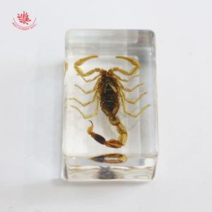 ตัวอย่างแมลงเรซิ่นคริสตัล,อุปกรณ์การศึกษาตัวอย่างแมลงที่แท้จริงในเรซิ่นบล็อกสีเหลืองอำพันด้วงจริงข้อผิดพลาดที่น่ารักของ Taxidermy - Product Image 4