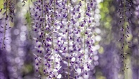 Tanaman Rambat Wisteria Plastik Buatan 110cm untuk Dekorasi Vas Rumah, Bunga Gantung Palsu Realistis, Dekorasi Dalam Ruangan, Pernikahan, Thanksgiving