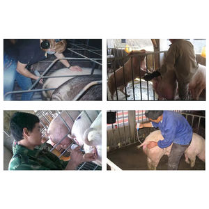 Cateter ujung busa inseminasi buatan babi dengan ekor untuk <span class=keywords><strong>Sow</strong></span> untuk Gilts - Product Image 2