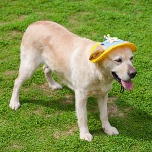 Sombrero de malla completa para perros y gatos, diseño de estrella de dibujos animados, lindo sombrero de princesa con correa ajustable para la barbilla, visera de protección solar para mascotas, para gatos y perros pequeños - Product Image 6