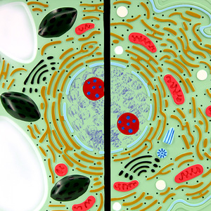 Modèles comparatifs de cellules animales et végétales pour l'enseignement de la biologie au collège et au lycée ; modèles anatomiques d'animaux et de plantes. - Product Image 2