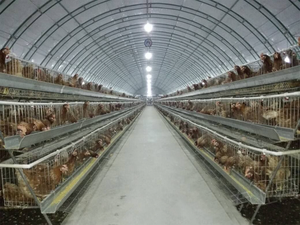 Hangar à poulets préfabriqué à faible coût arc préfabriqué enclos de bâtiment en acier poulailler - Product Image 2