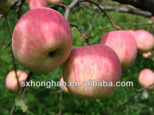 Pó De Fibra De Maçã Pó De Pectina De Maçã Grau Alimentar - Product Image 6