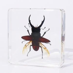 Echt Dier Kristal Blok Echt Insect Hert Kever Hars Specimen Collectie Voor Kinderen - Product Image 1