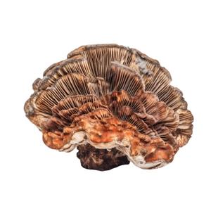 뜨거운 판매 코리올러스 <span class=keywords><strong>Versicolor</strong></span> 추출물 보충 10:1 터키 꼬리 버섯 추출물 분말 - Product Image 2