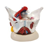Modelo Anatómico de Músculos del Suelo Pélvico Femenino, Órganos Pélvicos con Nervios Vasculares Adjuntos, Natural, Grande, 6 Partes, Material PVC, Médico