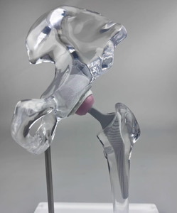Modelo de Enseñanza Médica de Articulación de Cadera Artificial, Modelo de Entrenamiento Transparente de Alta Calidad - Product Image 5